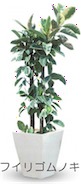 フイリゴムノキ