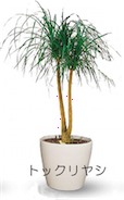 トックリヤシ