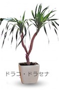 ドラコ・ドラセナ