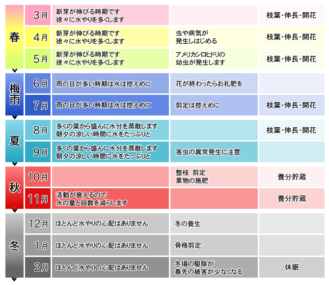 樹木管理と年間手入れ