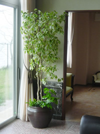 ハイドロカルチャー