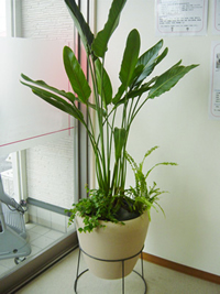 ハイドロカルチャー