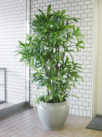 ハイドロカルチャー