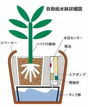 ハイドロカルチャー