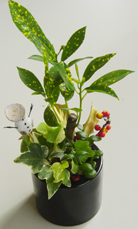 ハイドロカルチャー