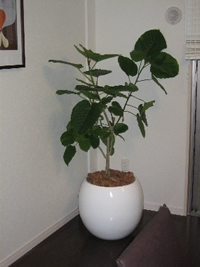 ショップ・アミューズメント